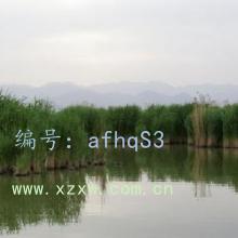 ʶ