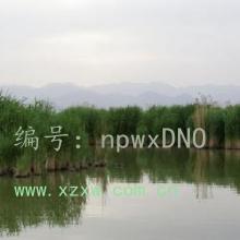 ʶ